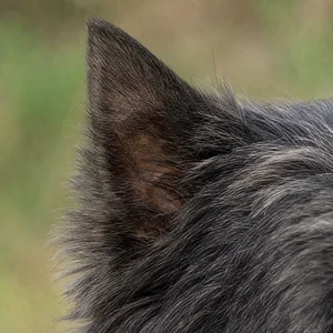 Cairn Terrier — ears