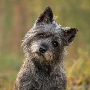 Cairn Terrier — alert