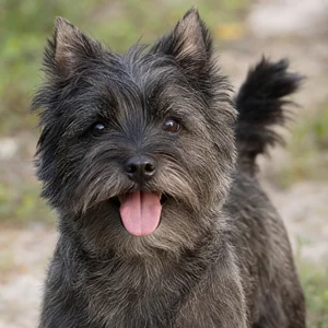 Cairn Terrier — happy