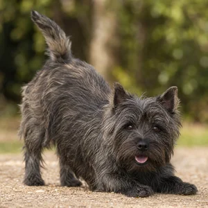 Cairn Terrier — playful