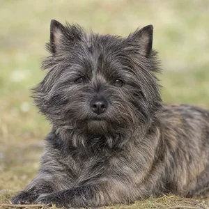 Cairn Terrier — relaxed