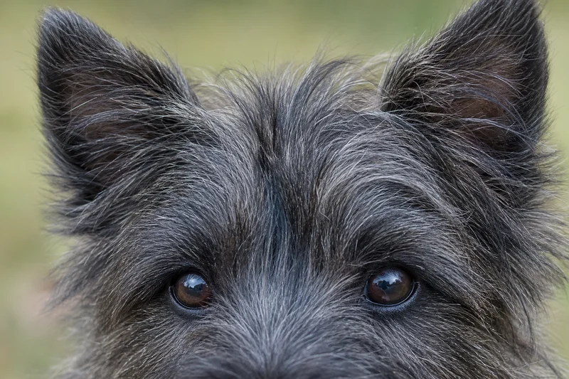 Cairn Terrier — eyes