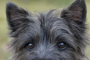Cairn Terrier — eyes