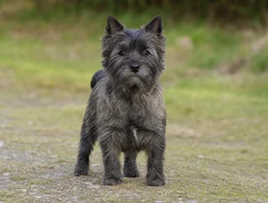 Cairn Terrier — front
