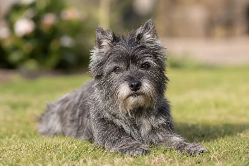 Cairn Terrier — lying down