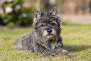 Cairn Terrier — lying down