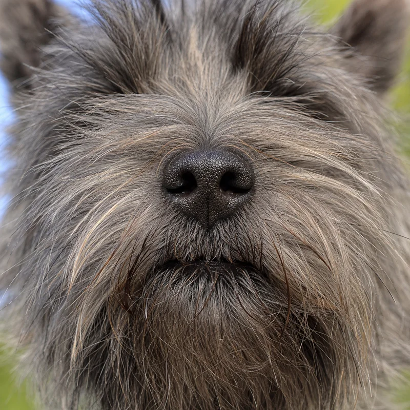 Cairn Terrier — nose