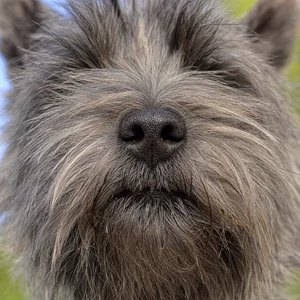 Cairn Terrier — nose