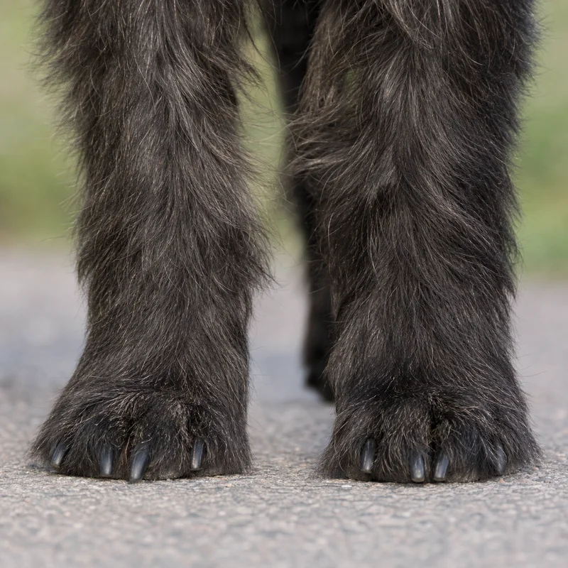 Cairn Terrier — paws