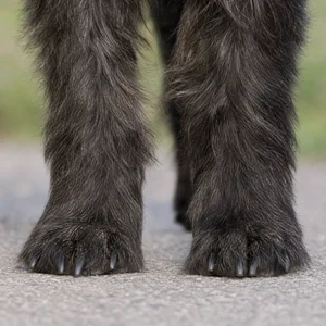 Cairn Terrier — paws