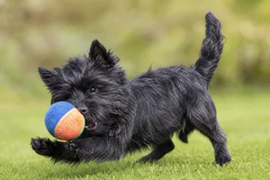 Cairn Terrier — playing