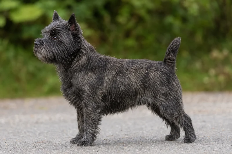 Cairn Terrier — side