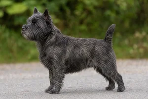 Cairn Terrier dog
