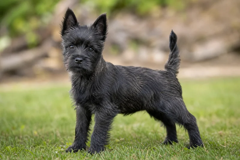 Cairn Terrier — puppy (~4 mo)