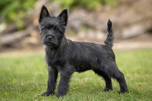 Cairn Terrier — puppy (~4 mo)