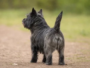 Cairn Terrier — rear