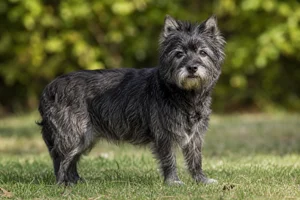 Cairn Terrier — senior
