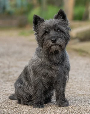 Cairn Terrier — sitting
