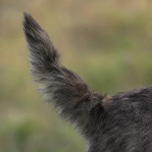 Cairn Terrier — tail