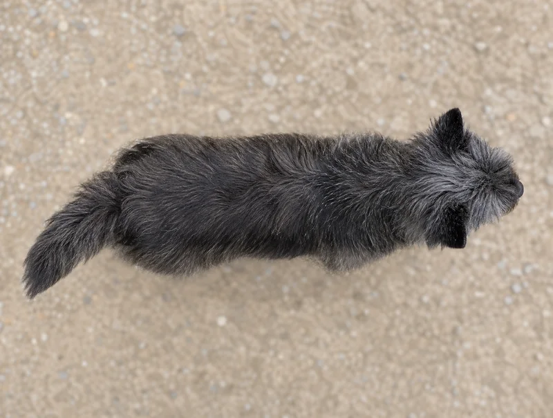 Cairn Terrier — top
