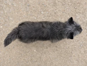 Cairn Terrier — top
