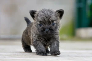 Cairn Terrier — young puppy (~1 mo)