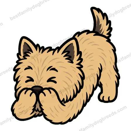 Cairn Terrier sticker 4