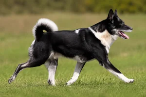 Canadian Eskimo Dog — running
