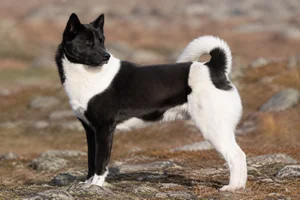 Canadian Eskimo Dog — adult