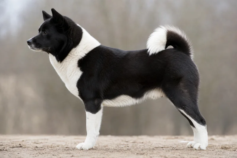 Canadian Eskimo Dog — Black & White coat