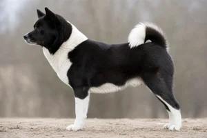 Canadian Eskimo Dog — Black & White coat