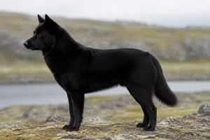 Canadian Eskimo Dog — Black coat