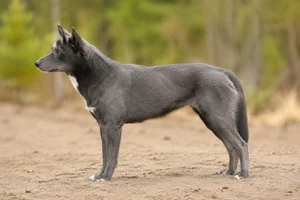 Canadian Eskimo Dog — Gray coat