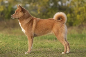 Canadian Eskimo Dog — Red coat