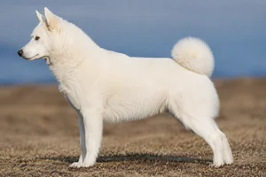Canadian Eskimo Dog — White coat
