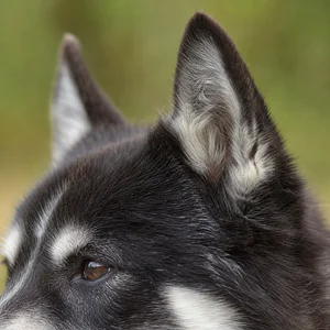 Canadian Eskimo Dog — ears