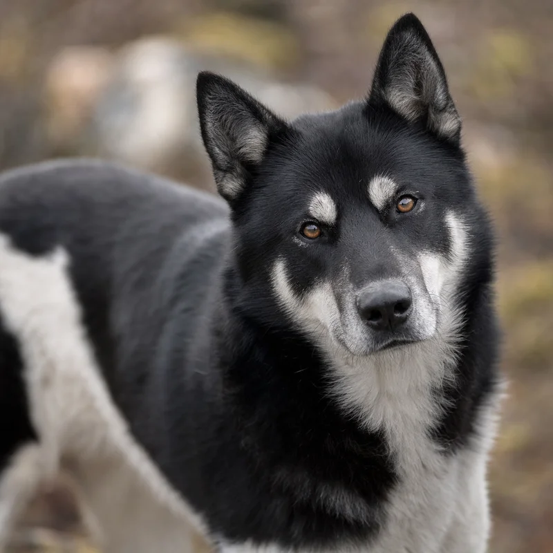 Canadian Eskimo Dog — alert