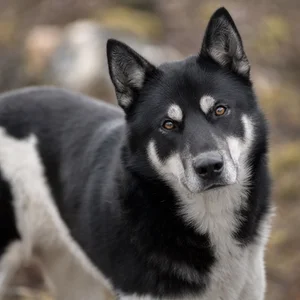 Canadian Eskimo Dog — alert