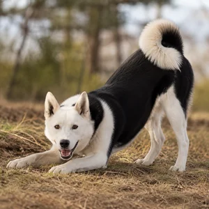 Canadian Eskimo Dog — playful