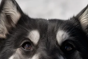 Canadian Eskimo Dog — eyes
