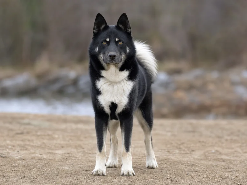 Canadian Eskimo Dog — front