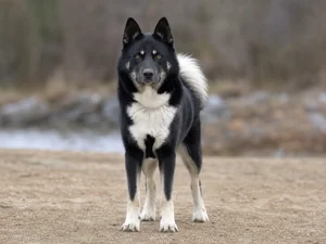 Canadian Eskimo Dog — front