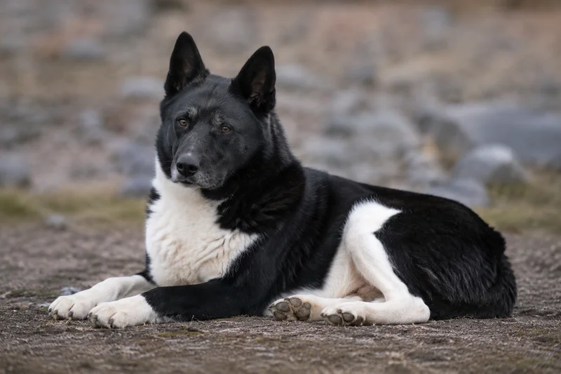 Canadian Eskimo Dog — lying down