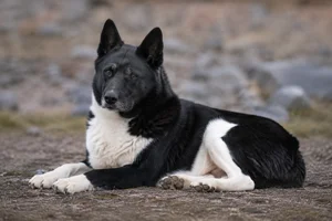 Canadian Eskimo Dog — lying down