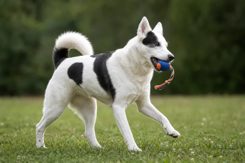 Canadian Eskimo Dog — playing