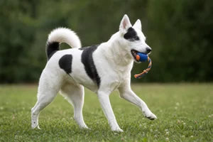 Canadian Eskimo Dog — playing