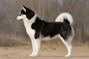 Canadian Eskimo Dog dog