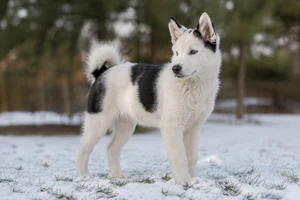 Canadian Eskimo Dog — puppy (~4 mo)