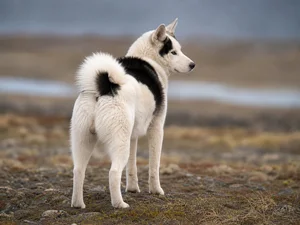 Canadian Eskimo Dog — rear