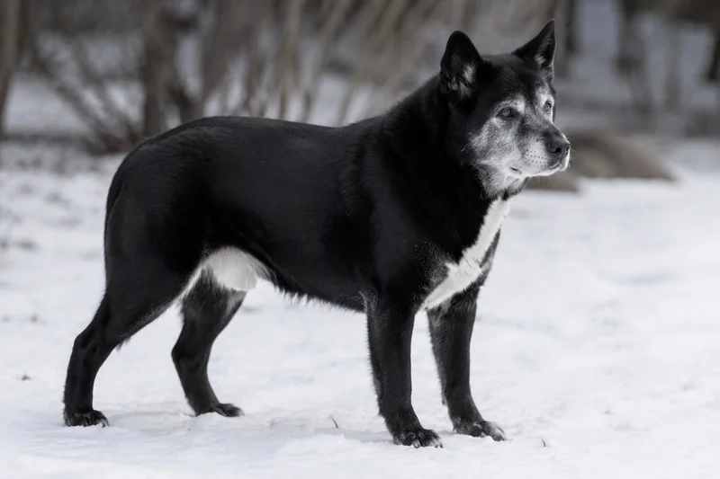 Canadian Eskimo Dog — senior
